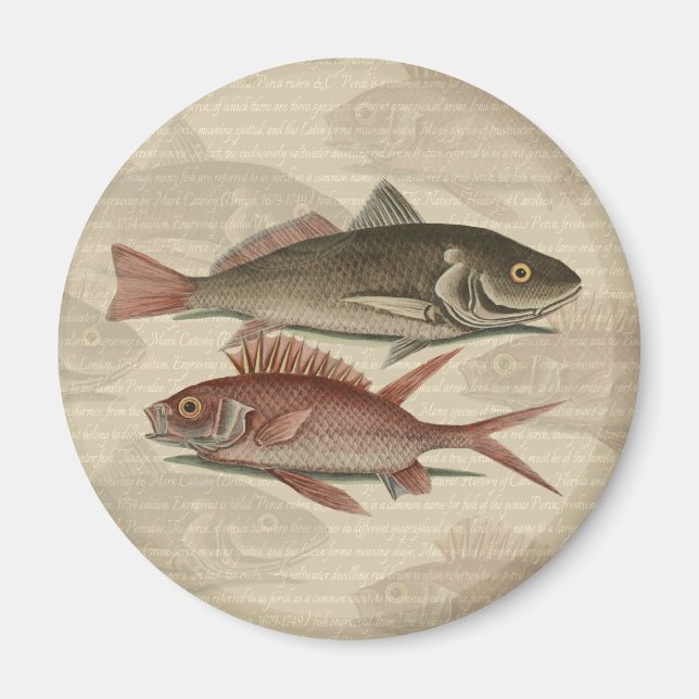 Fish Red Perch Fisherman Art Magnet (Front)