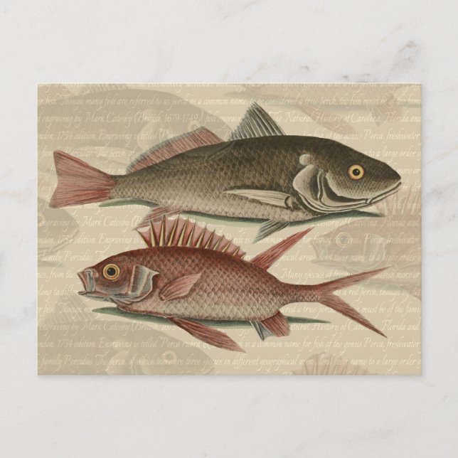 Fish Red Perch Fisherman Art Postcard (Front)