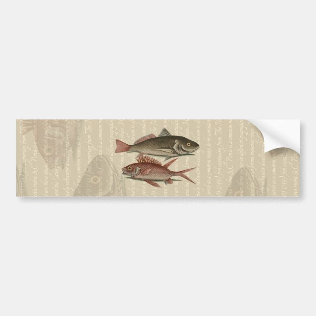 fish red perch Vintage fisherman gift Bumper Sticker (Front)