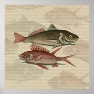 fish red perch Vintage fisherman gift Poster