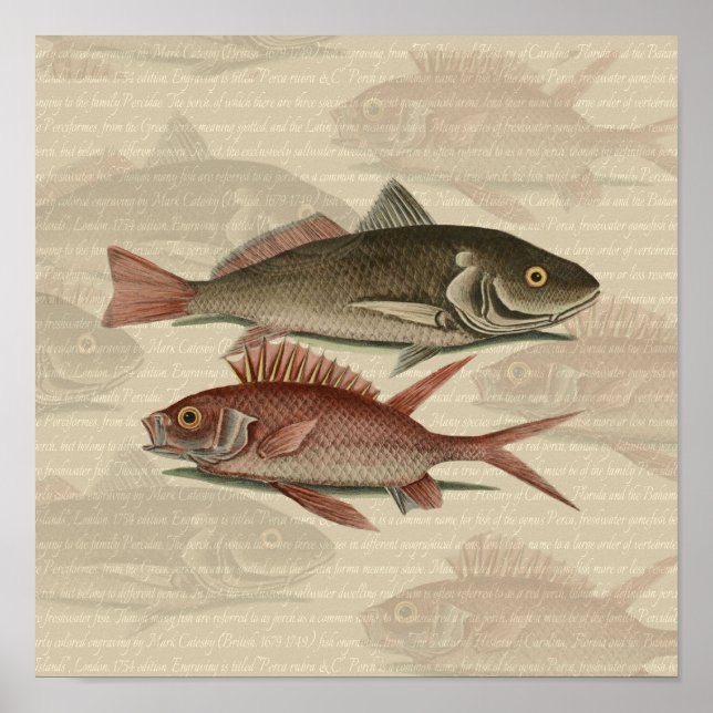 fish red perch Vintage fisherman gift Poster (Front)