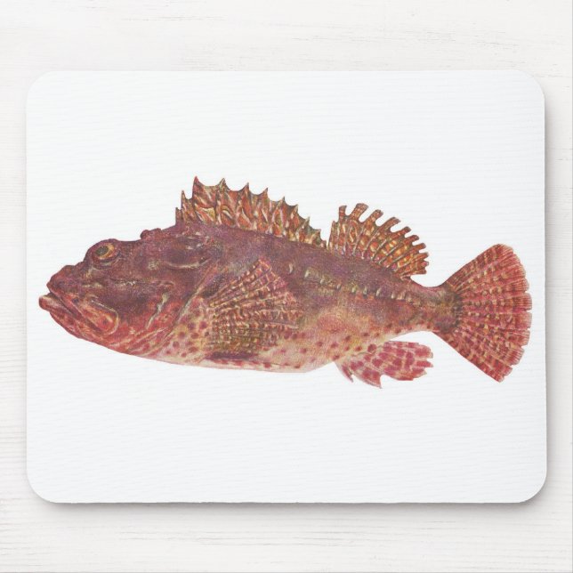 Fish - Red Rock Cod - Scorpaena cardinalis Mouse Mat (Front)