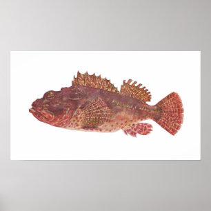 Fish - Red Rock Cod - Scorpaena cardinalis Poster