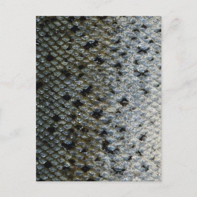 Fish Scales 2 Postcard (Front)