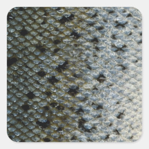 Fish Scales 2 Square Sticker