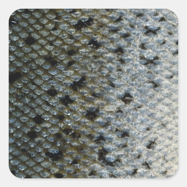 Fish Scales 2 Square Sticker (Front)