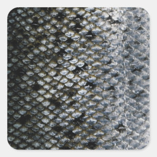 Fish Scales Square Sticker