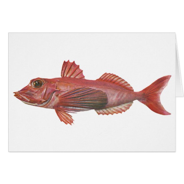 Fish - Sharp-Beaked Gurnard (Front Horizontal)