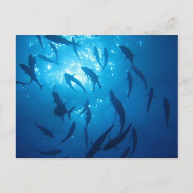 Fish Shoal Sunlight Under the Sea Holiday Postcard (Front)
