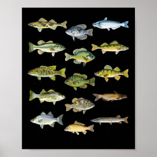 Fish Species Biology Types Of Freshwater Fish Fish Poster