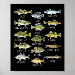 Fish Species Biology Types Of Freshwater Fish Fish Poster
