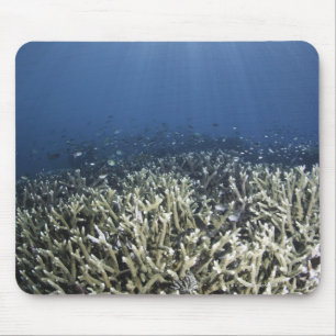 Fish swimming over dead reef mouse mat