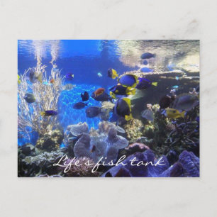 Fish tank 2 post card