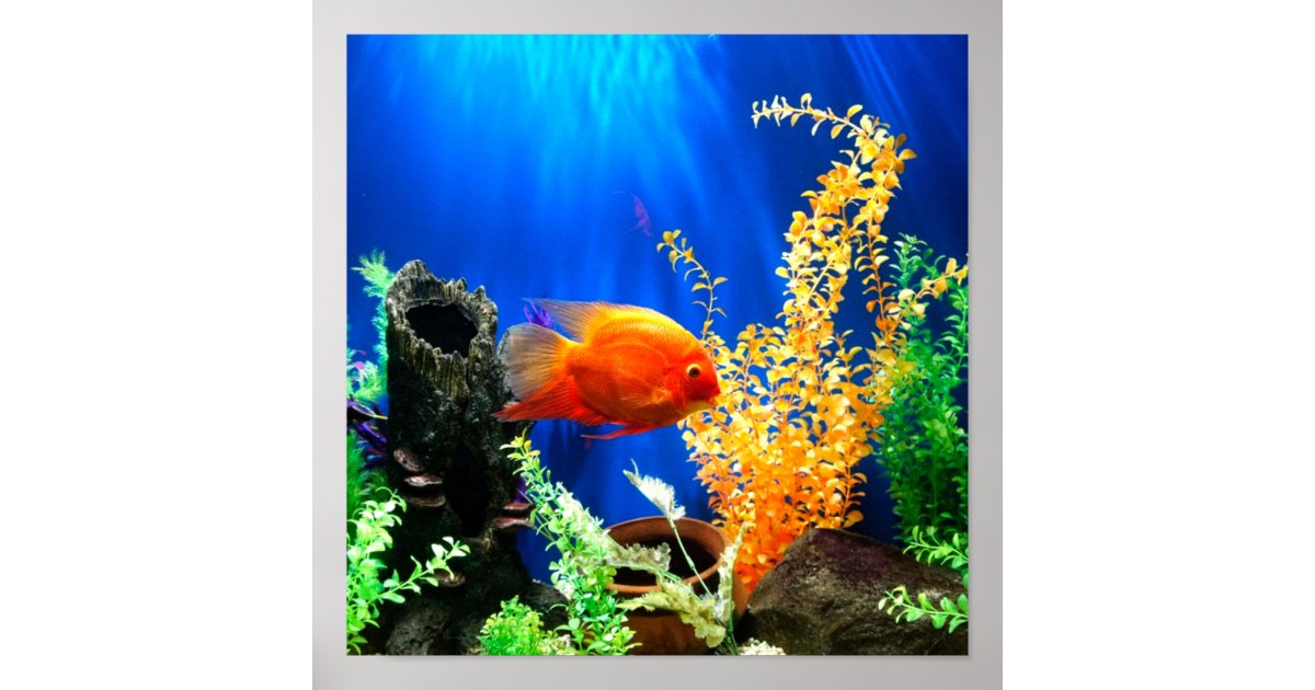 Fish tank aquarium poster Zazzle