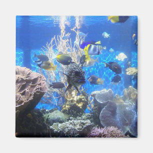Fish tank magnet