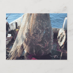 Fish Trawling Net Postcard