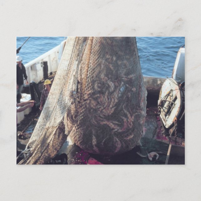 Fish Trawling Net Postcard (Front)