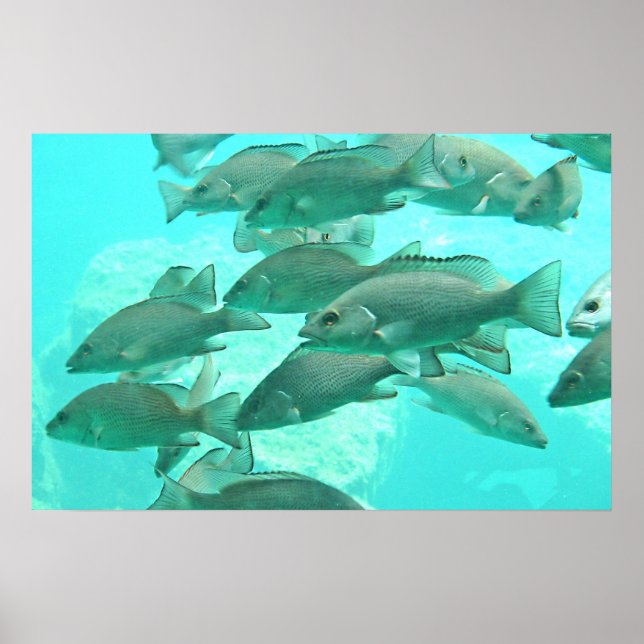 Fish Underwater View Poster (Front)