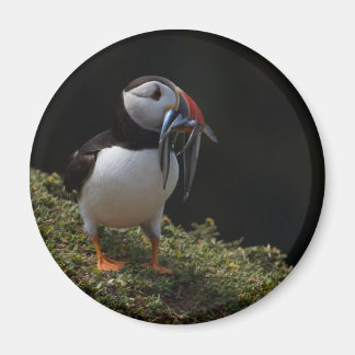 Fisher Puffin Magnet