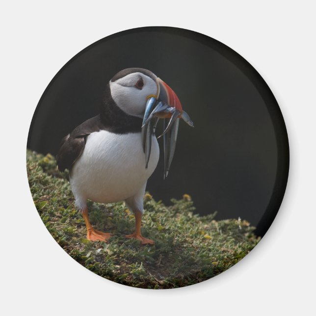 Fisher Puffin Magnet (Front)