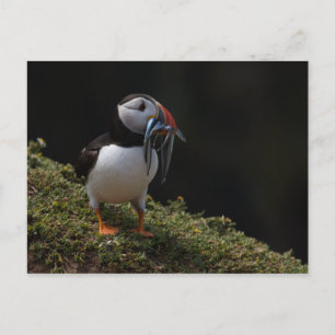 Fisher Puffin Postcard