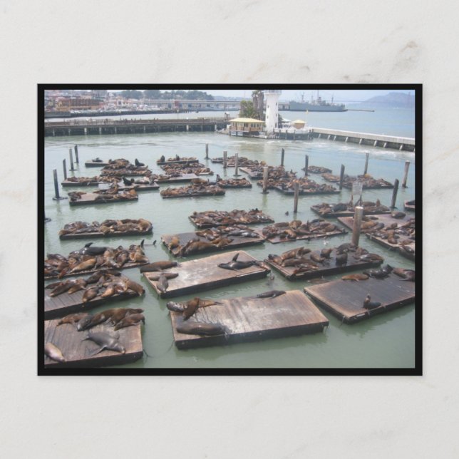 fisherman's wharf seals postcard (Front)