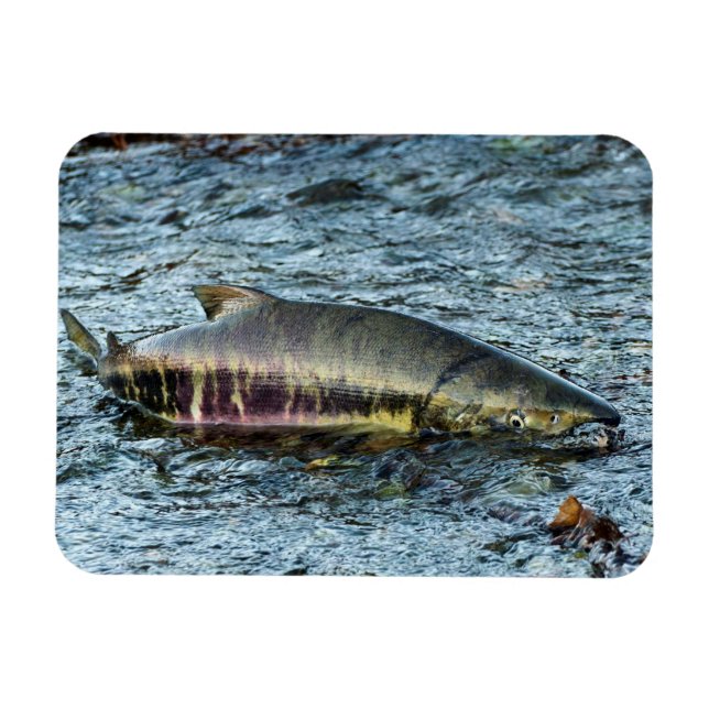 Fishermen Love them Salmon Magnet (Horizontal)