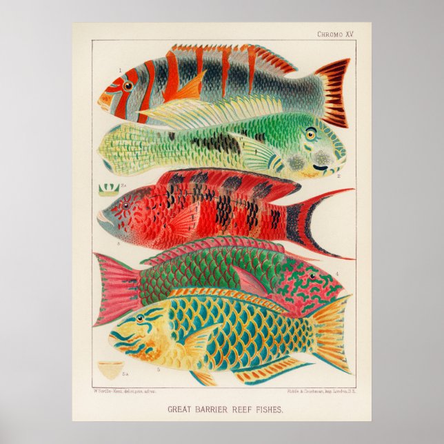 Fishes 2 poster (Front)