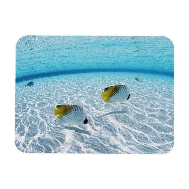 Fishes in the sea 2 magnet (Horizontal)