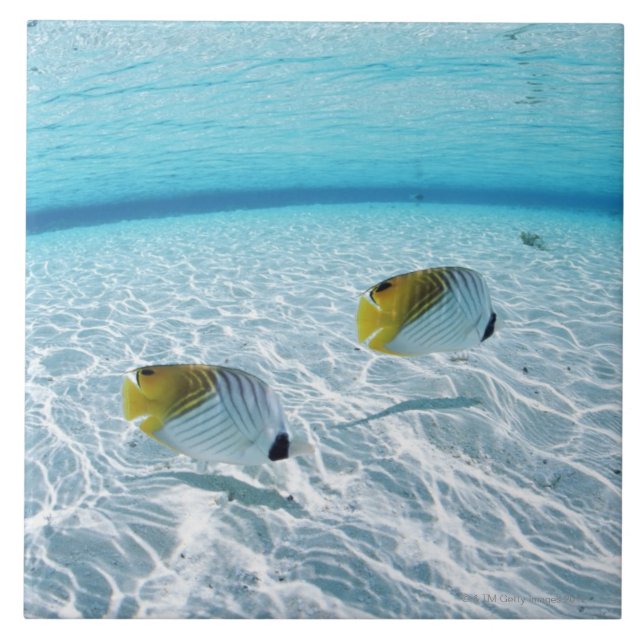 Fishes in the sea 2 tile (Front)