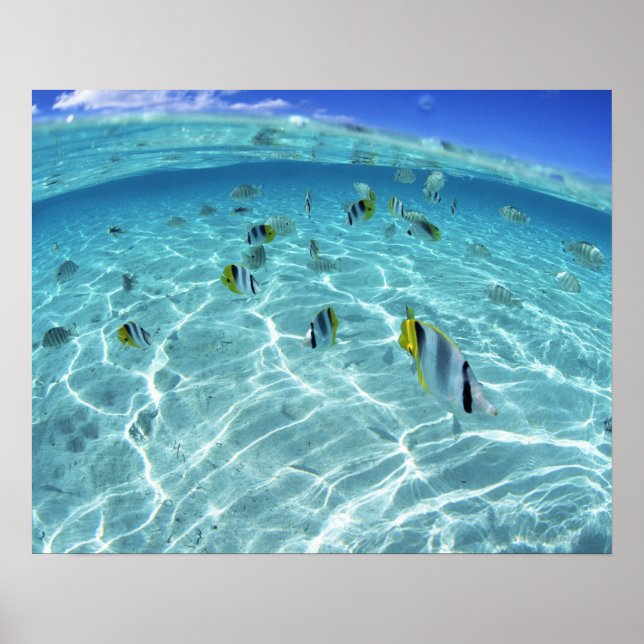 Fishes in the sea 3 poster (Front)