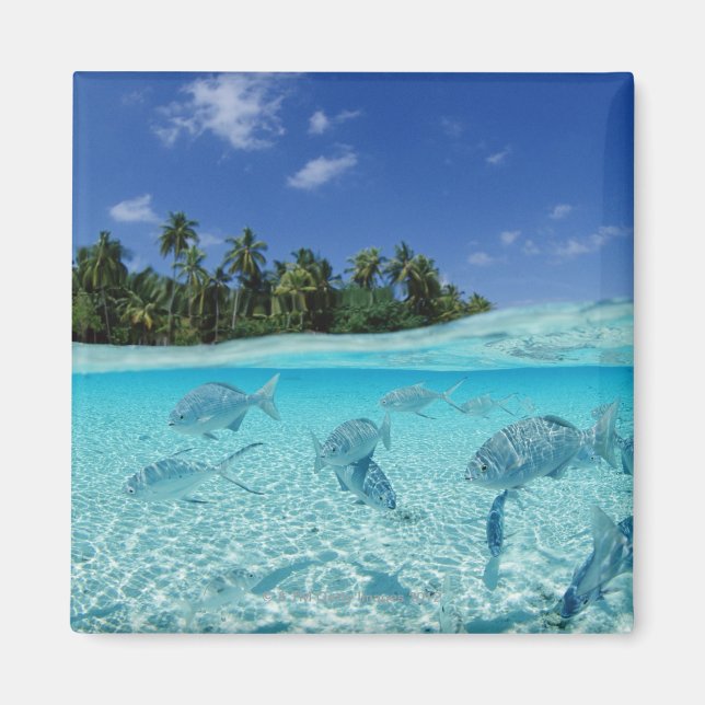 Fishes in the sea magnet (Front)
