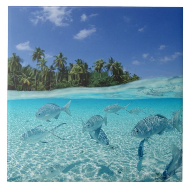 Fishes in the sea tile (Front)