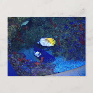 Fishes of Hawaii Postcard