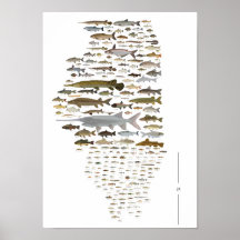 Fishes of Illinois Poster