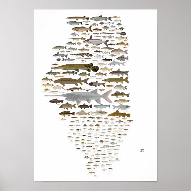 Fishes of Illinois Poster (Front)