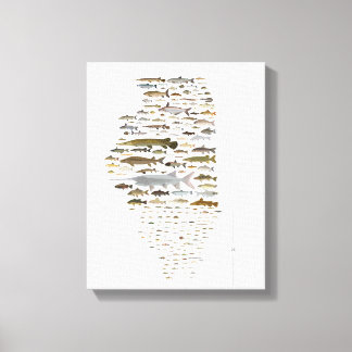 Fishes of Illinois Poster Canvas Print