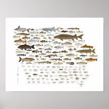 Fishes of Iowa