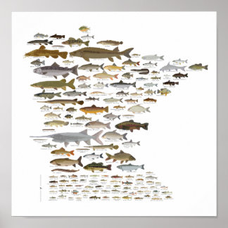 Fishes of Minnesota Poster
