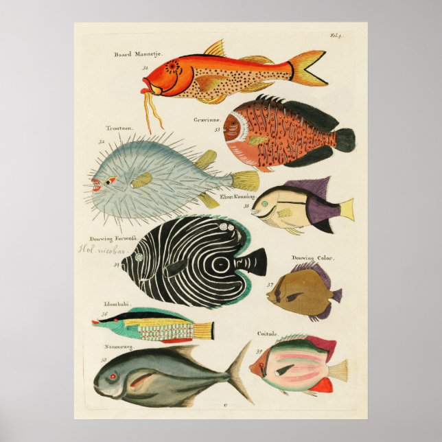 Fishes Poster (Front)