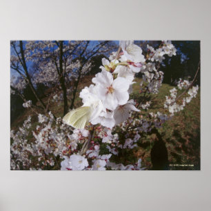 Fisheye view of Butterfly on flower Poster
