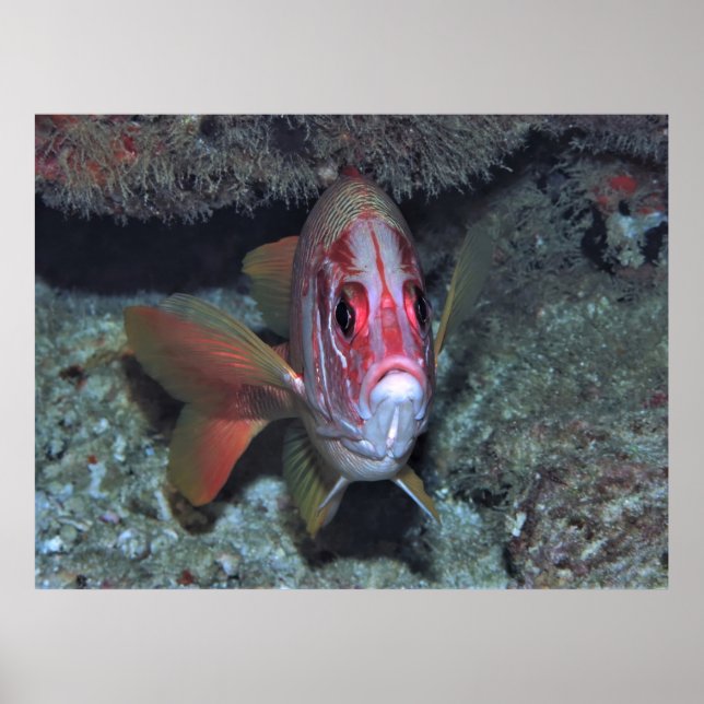Fishface Poster (Front)