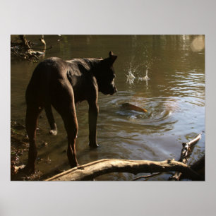 Fishin' Pit Bull Poster
