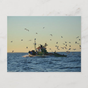 Fishing boat and a flock of gulls. postcard