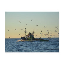 Fishing boat and a flock of gulls.