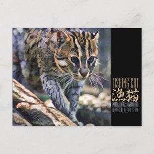 Fishing Cat [Postcard] Postcard