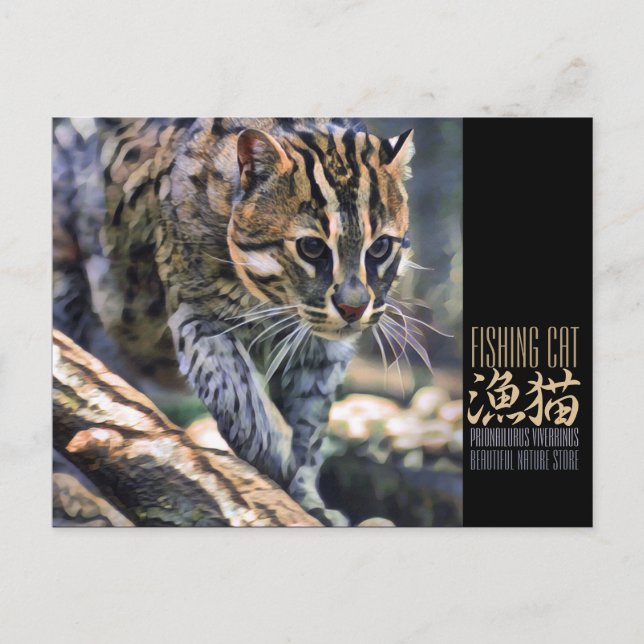 Fishing Cat [Postcard] Postcard (Front)