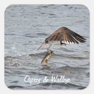 Fishing Osprey & Catch 3 Wildlife Photo Square Sticker