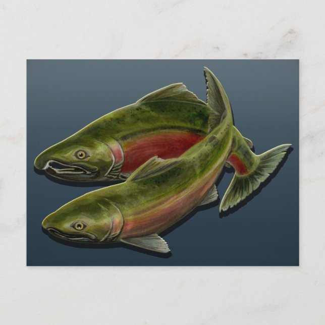 Fishing Postcard Custom Salmon Fish Art Postcards (Front)