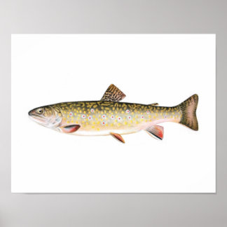 Fishing poster - Brook Trout Female Fish